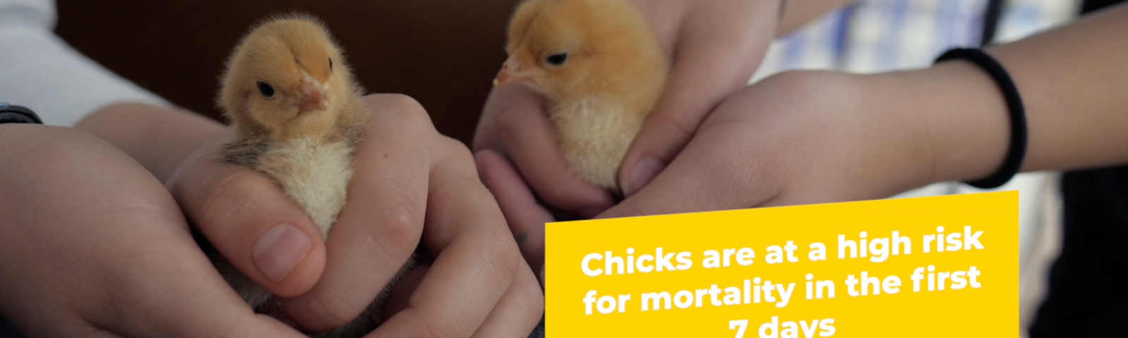 Chick Season: The Quick Start Guide