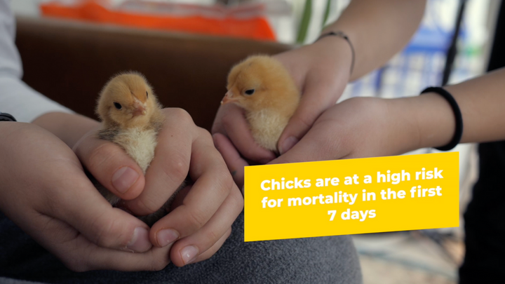 Chick Season: The Quick Start Guide