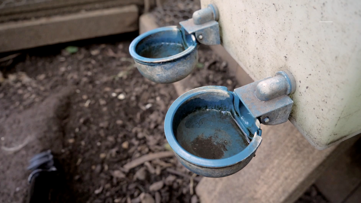 How to Keep Your Flock’s Water Clean