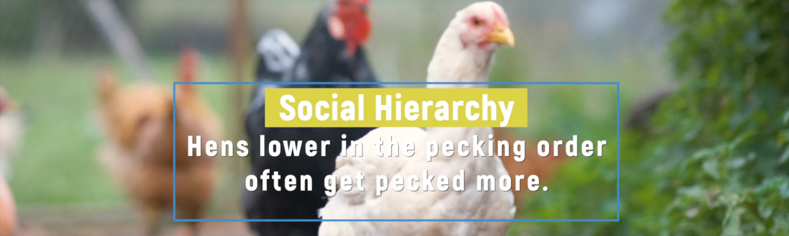 Feather Pecking Basics, Part Two: Why It Happens and How To Manage It in Your Flock