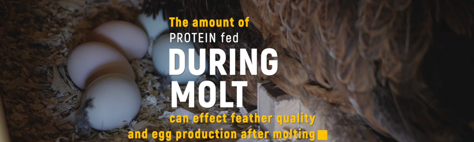 Why Do Chickens Need Extra Protein and Probiotics When Molting?