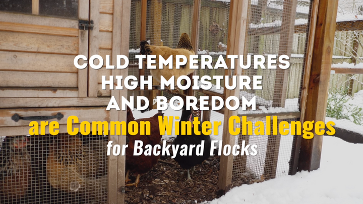 Recognizing Cold Stress in Chickens