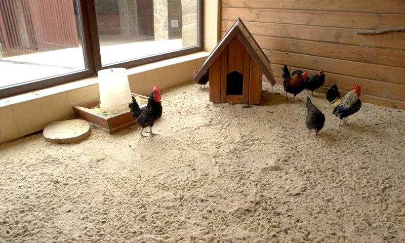 what-kind-of-bedding-should-i-use-in-my-chicken-coop-perdue-flockleader