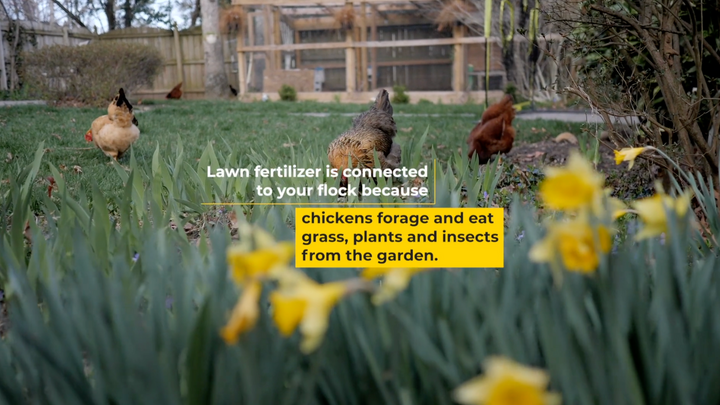 Can Chickens Safely Forage in a Treated or Fertilized Lawn?