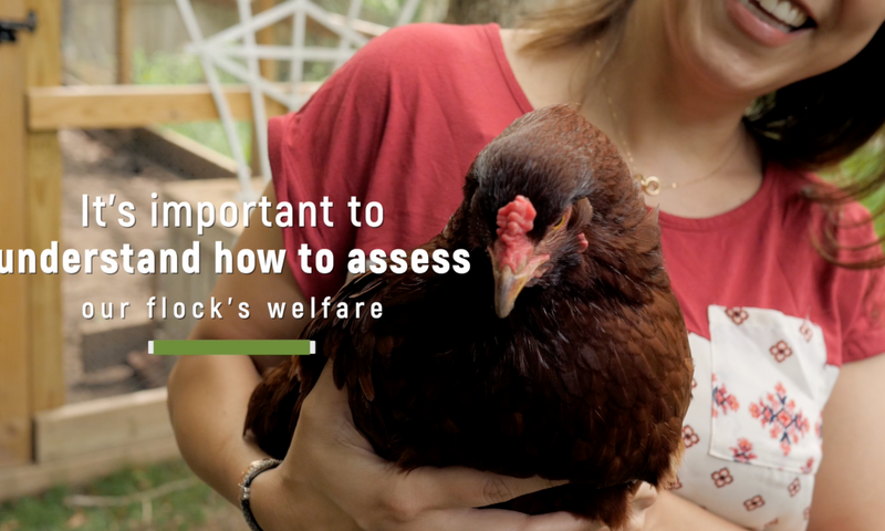 Chicken Behavior Explained: What Does a Happy Chicken Look and Sound L ...