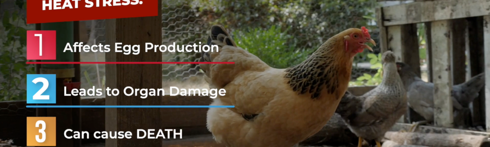 Heat Stress 101: How Does Hot Weather Affect My Chickens?