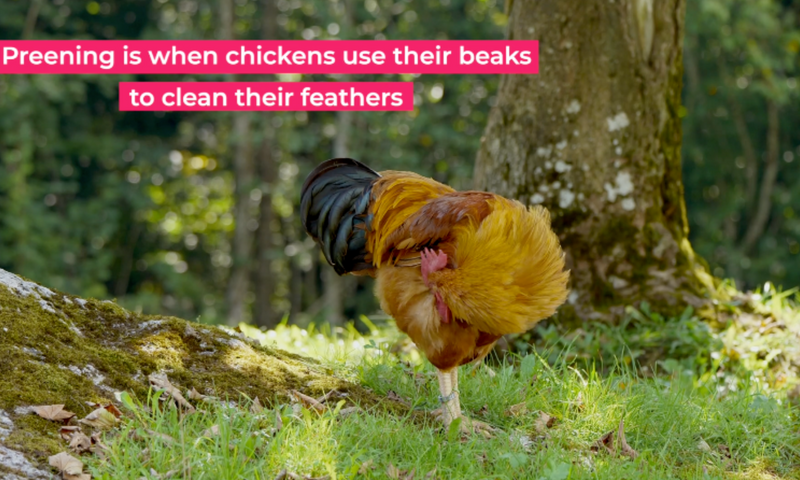 Chicken Behavior Explained: Preening – Perdue FlockLeader