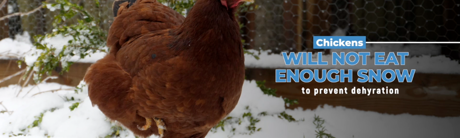 Winter Chicken Water: Top Tips for Keeping Water Thawed