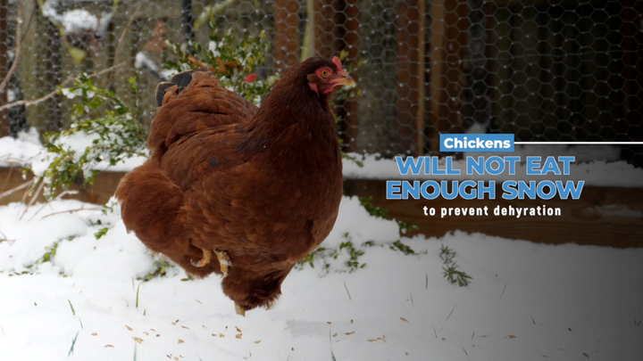 Winter Chicken Water: Top Tips for Keeping Water Thawed