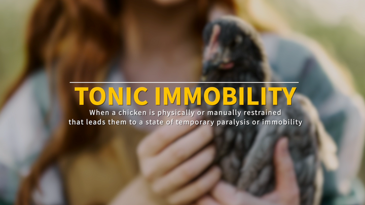 Tonic Immobility in Chickens