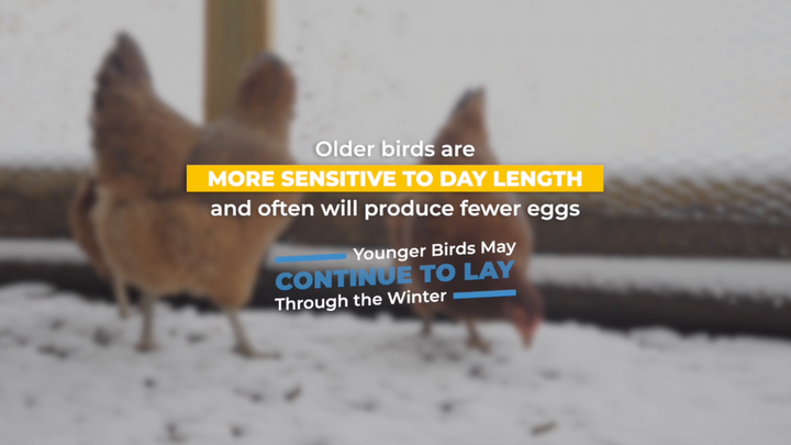 Winter Pause: Why Do Chickens Stop Laying Eggs During the Winter?