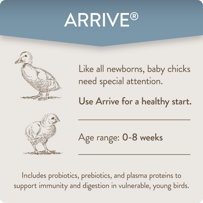 ARRIVE - Daily Probiotic & Prebiotic Poultry Supplement for Young Chickens 0-8 Weeks Old