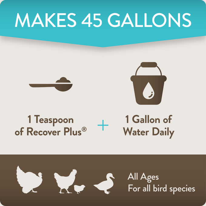 RECOVER PLUS – Moderate Stress Probiotic Water Supplement for Chickens with Electrolytes & Oregano